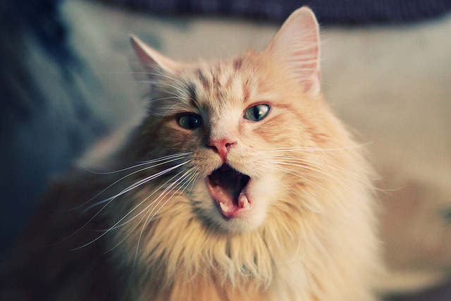 美国队赛制分析:如何利用赛制改善比赛节奏与球员稳定性,美国队比赛赛程