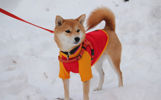 国家女篮备战亚洲赛事注重技战术细节和团队配合，女篮亚洲版