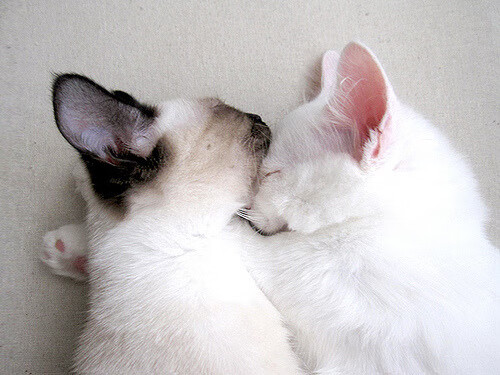 混合4×100米自由泳 美国队展现年轻活力，4×200米自由泳视频